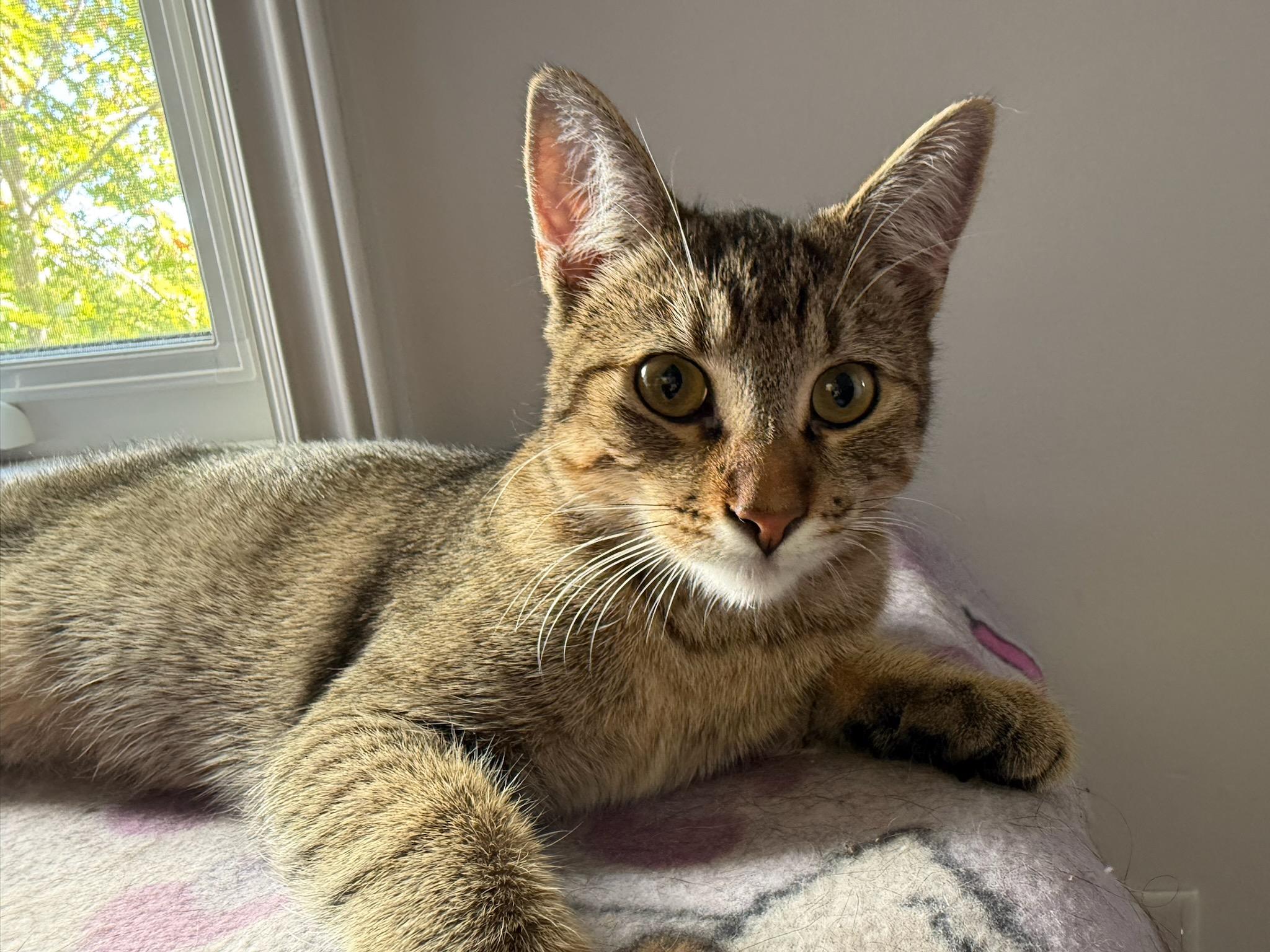 Citrine (f) Grey tabby  6months