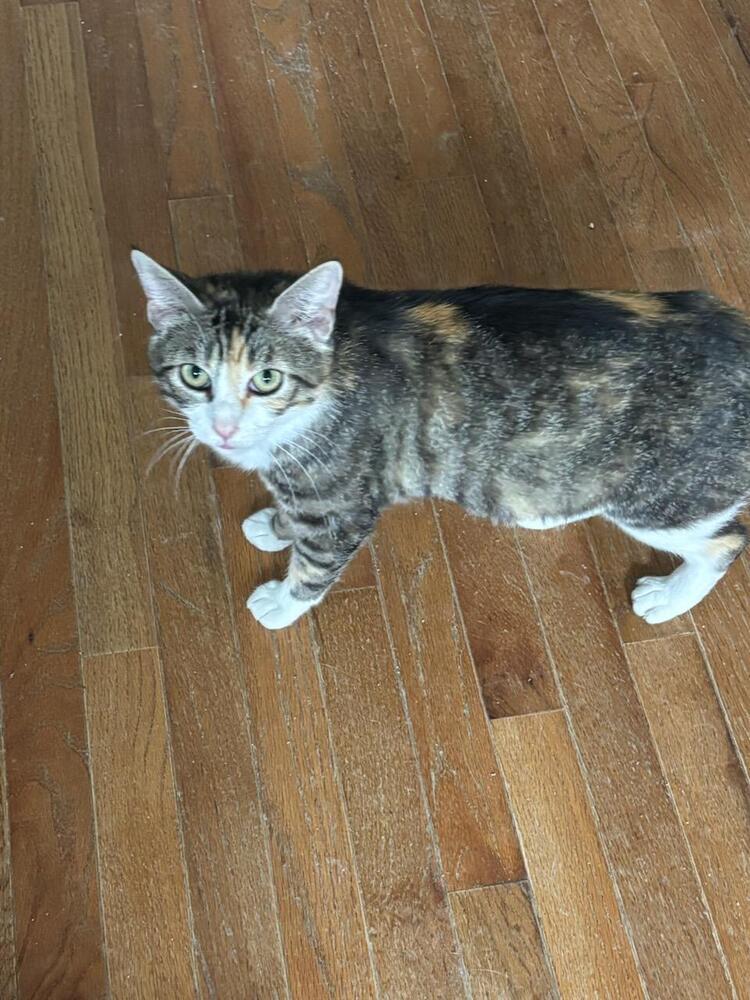 Arya, Adoptable, Adult Female Domestic Short Hair.