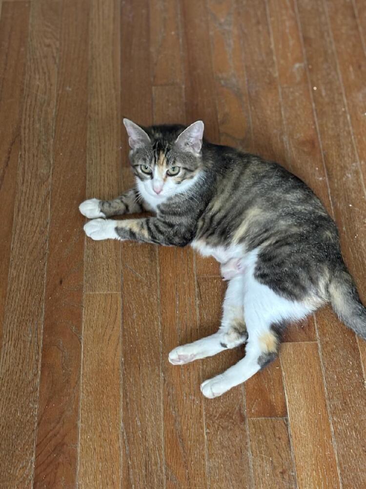 Enlarge Arya, a Adoptable mixed breed in Mooresville, NC image 2/2