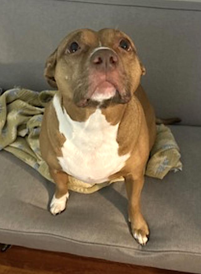 Rose, an adopted Pit Bull Terrier in Amherst, MA image 2/5