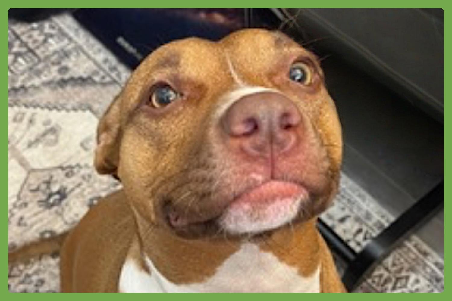 Rose, an adopted Pit Bull Terrier in Amherst, MA image 1/5