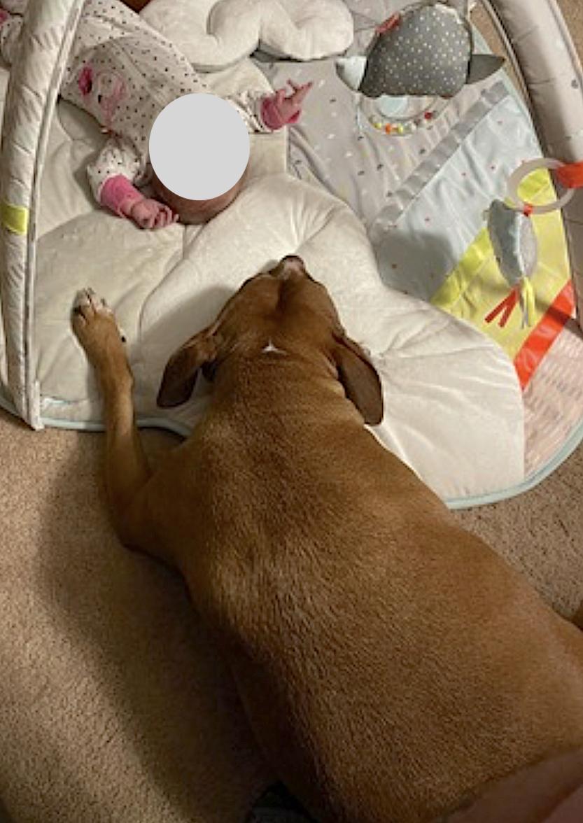 Rose, an adopted Pit Bull Terrier in Amherst, MA image 5/5