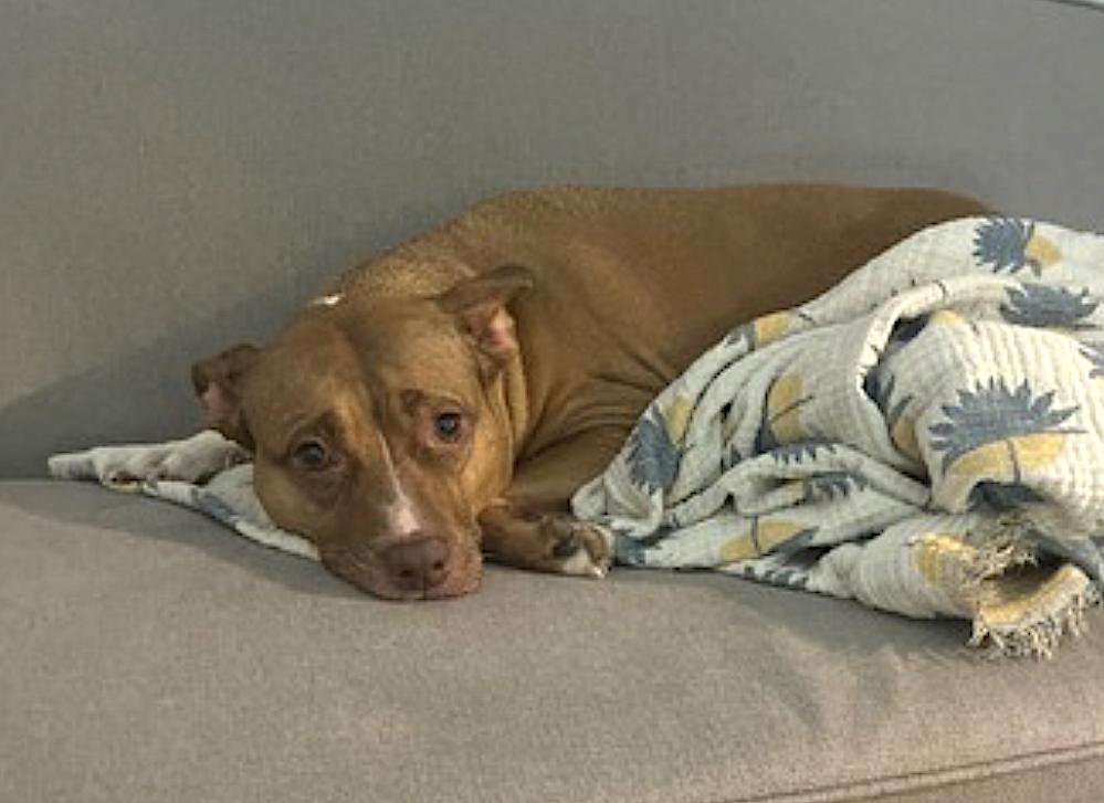 Rose, an adopted Pit Bull Terrier in Amherst, MA image 4/5