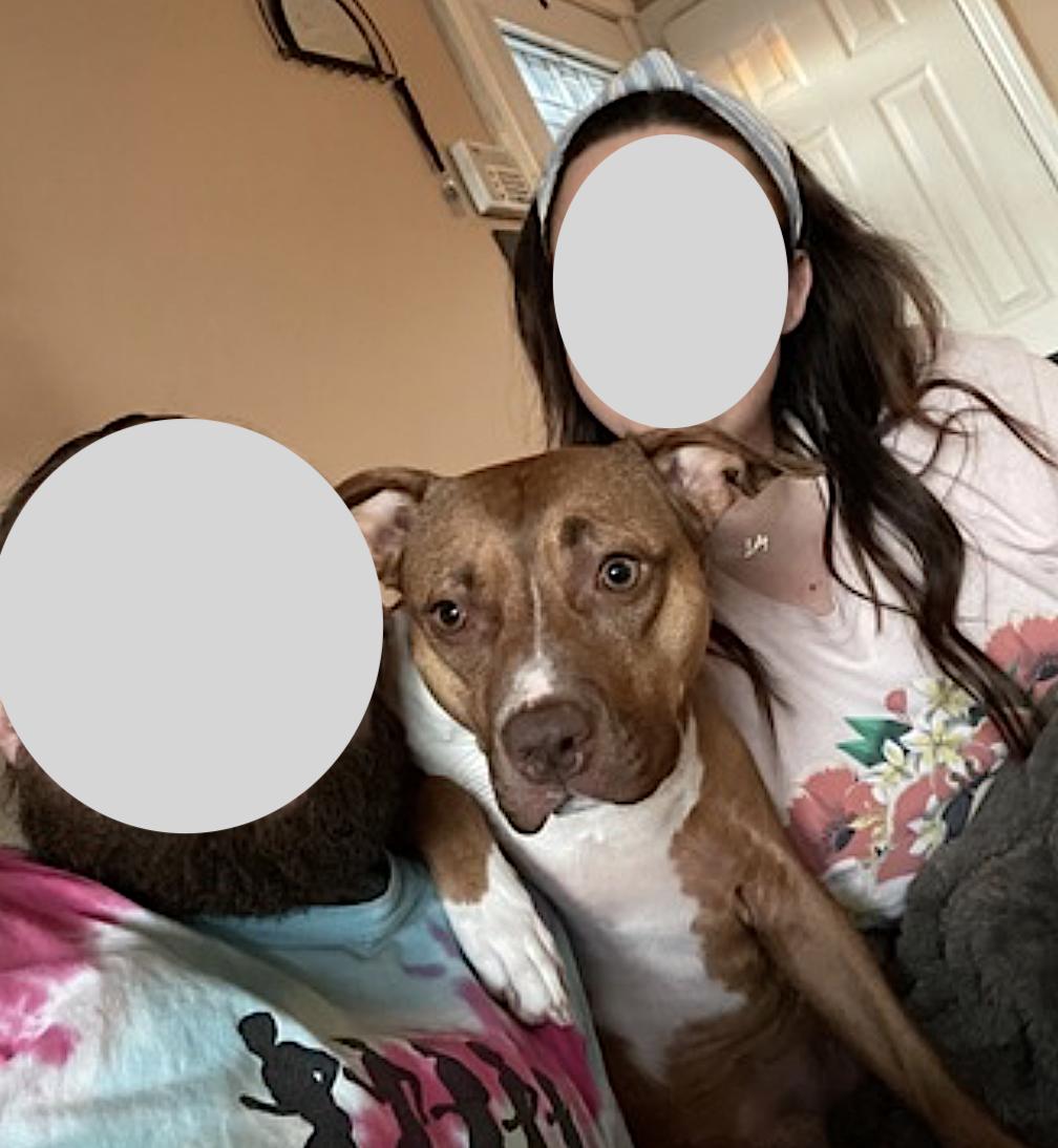 Rose, an adopted Pit Bull Terrier in Amherst, MA image 3/5