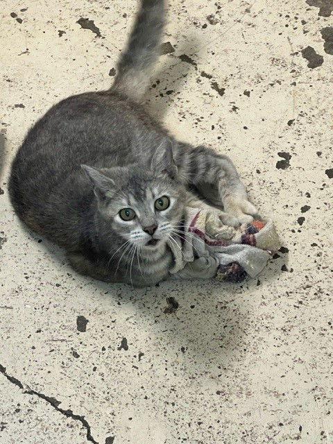 Enlarge ZOE, a Adoptable Domestic Short Hair in San Antonio, TX image 1/6