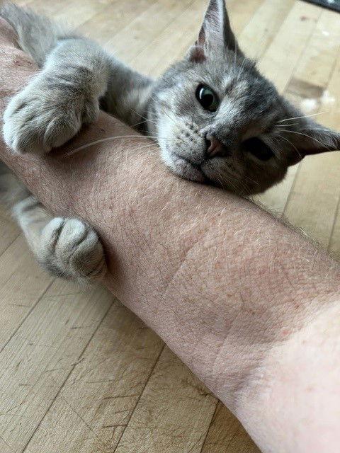 ZOE, a Adoptable Domestic Short Hair in San Antonio, TX image 3/3