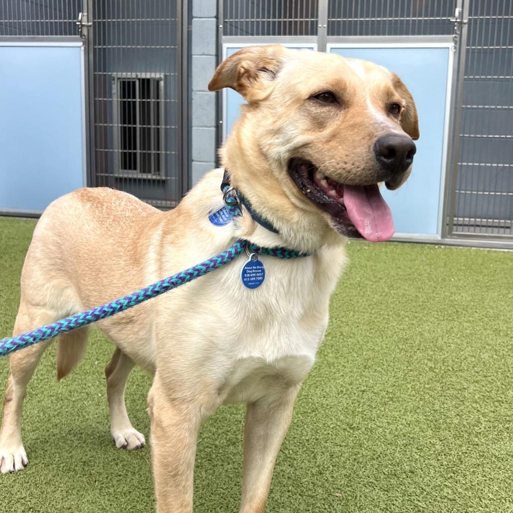 Enlarge Shylow, a Adoptable Cattle Dog in Apache Junction, AZ image 1/4