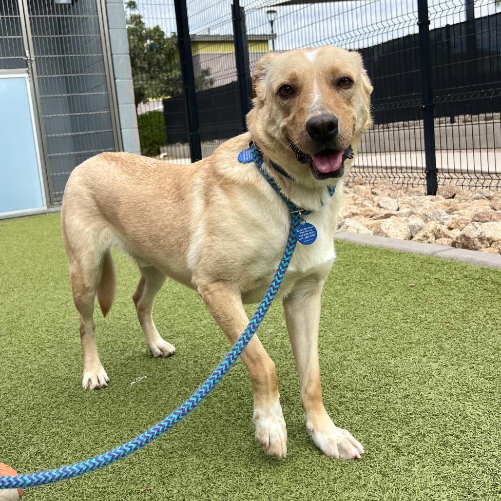 Enlarge Shylow, a Adoptable Cattle Dog in Apache Junction, AZ image 2/4