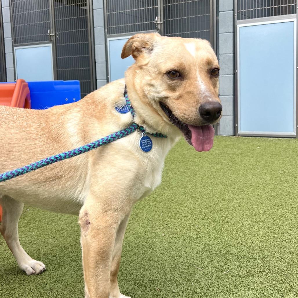 Enlarge Shylow, a Adoptable Cattle Dog in Apache Junction, AZ image 3/4