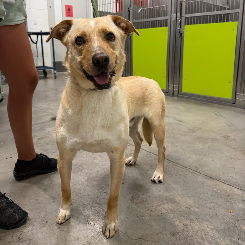Enlarge Shylow, a Adoptable Cattle Dog in Apache Junction, AZ image 4/4