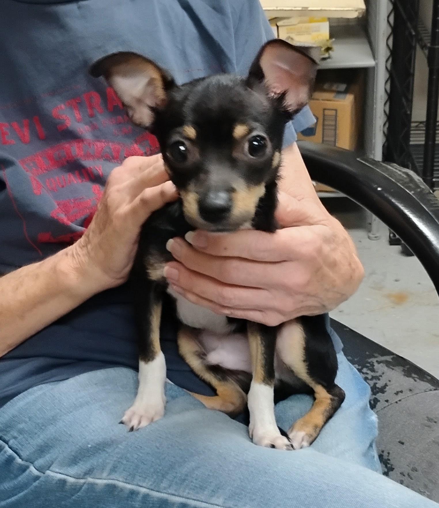 Enlarge Socks, a Adoptable Rat Terrier in Sulphur, OK image 1/2