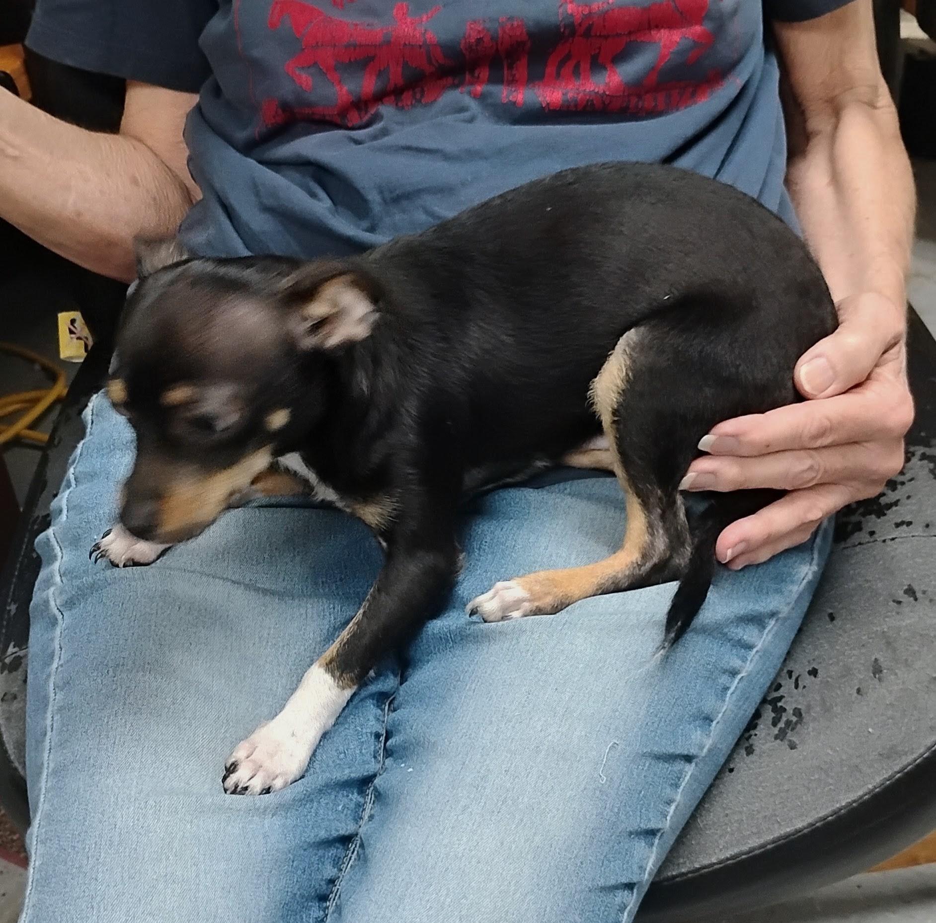 Enlarge Socks, a Adoptable Rat Terrier in Sulphur, OK image 2/2