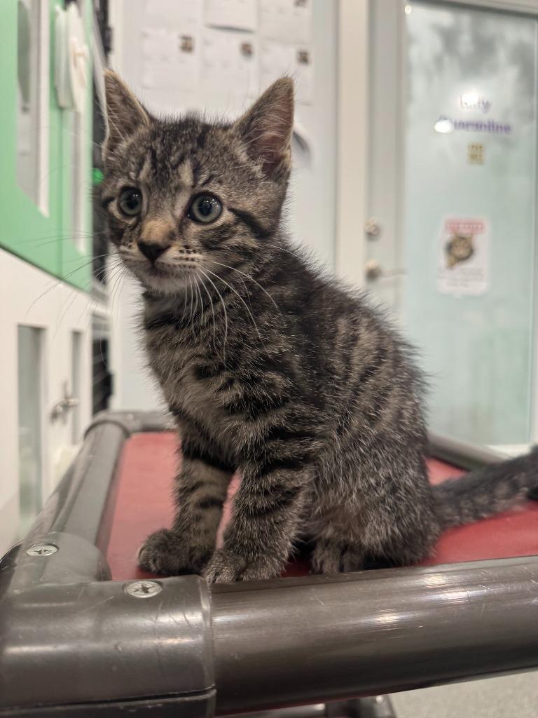 May, Adoptable, Kitten Female Domestic Short Hair.