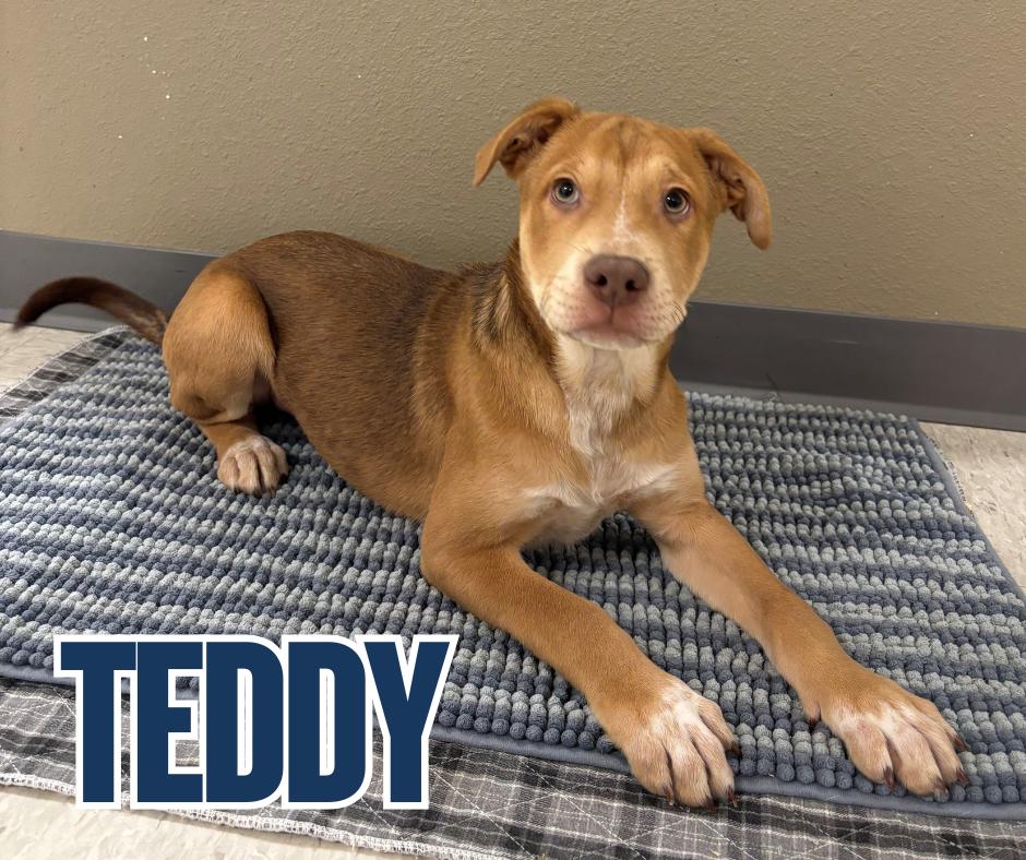 Enlarge Teddy, an adopted mixed breed in Nevada, IA image 1/1