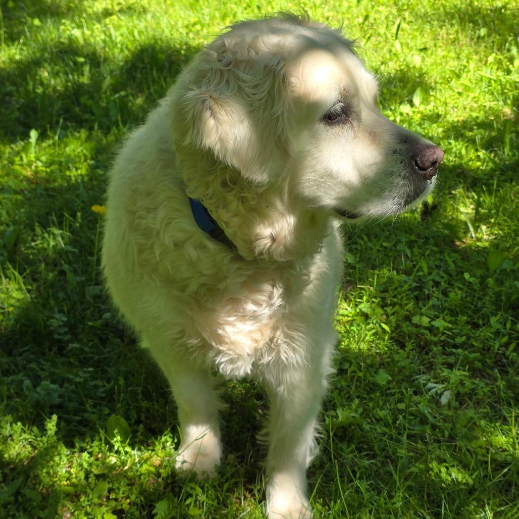 NY Lily (Foster in Pawling NY), Adoptable, Adult Female Golden Retriever & Great Pyrenees.