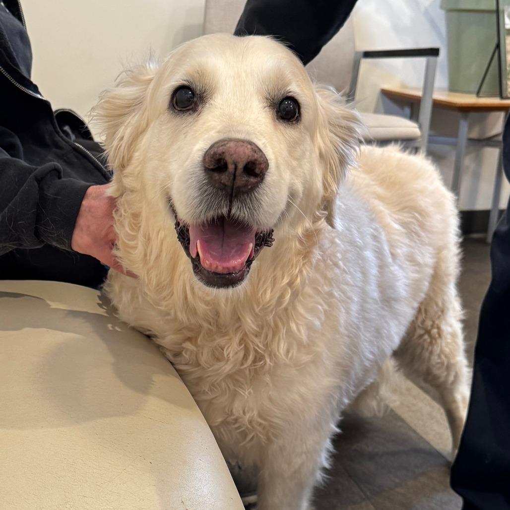 NY Lily (Foster in Pawling NY), a Adoptable mixed breed in Pawling, NY image 4/5