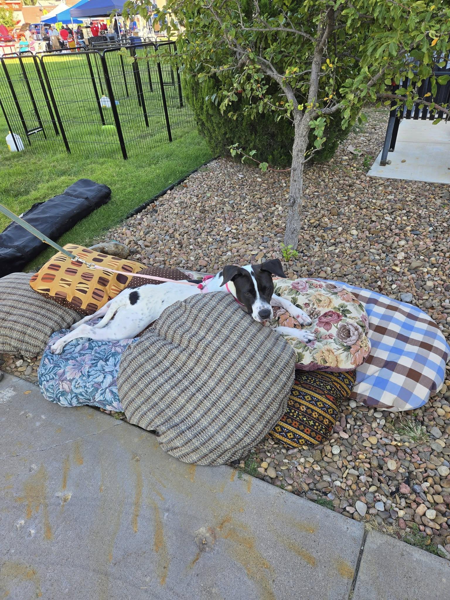 Cookie, Adoptable, Adult Female German Shorthaired Pointer.