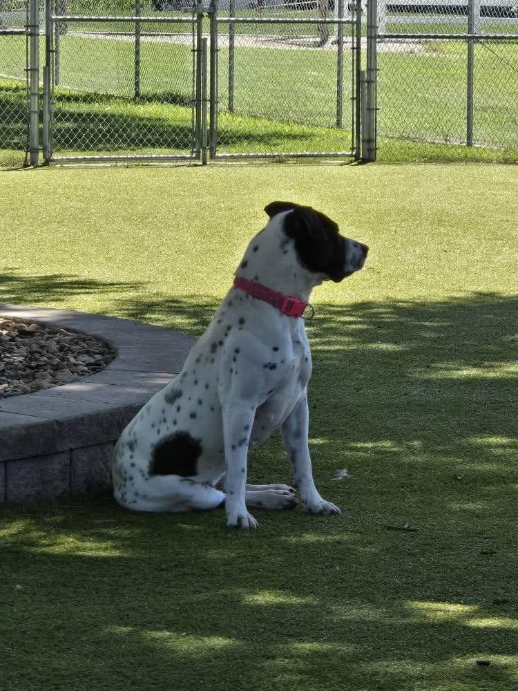 Cookie, Adoptable, Adult Female German Shorthaired Pointer.