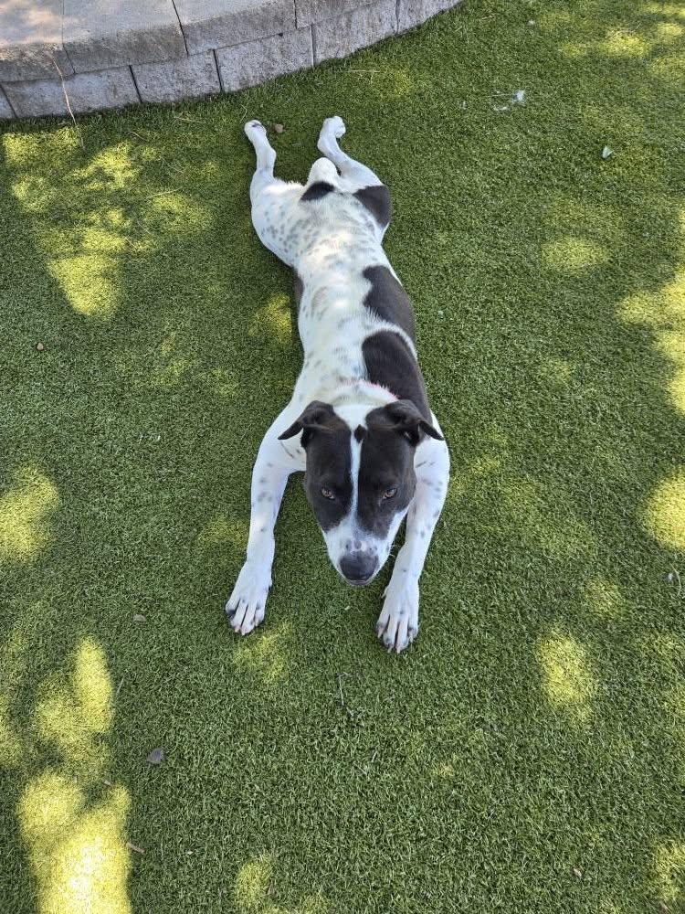 Cookie, an adoptable German Shorthaired Pointer in Sterling, KS, 67579 | Photo Image 2