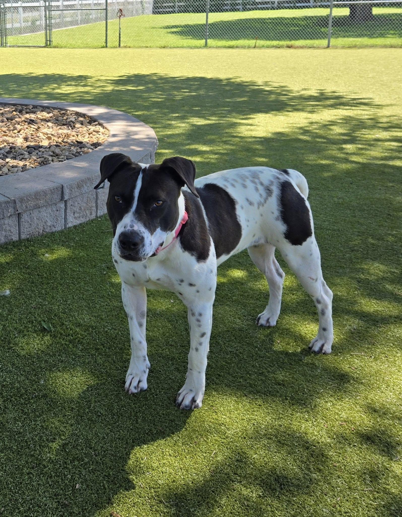 Cookie, an adoptable German Shorthaired Pointer in Sterling, KS, 67579 | Photo Image 4