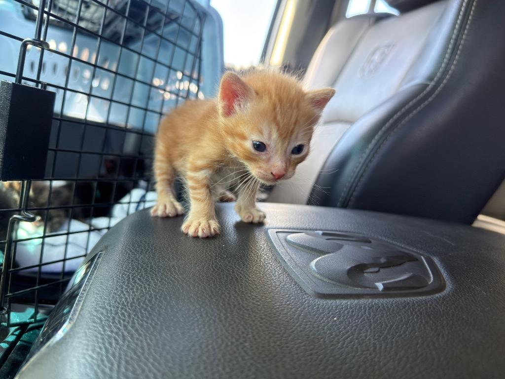 Eeny, Adoptable, Kitten Female Domestic Short Hair.