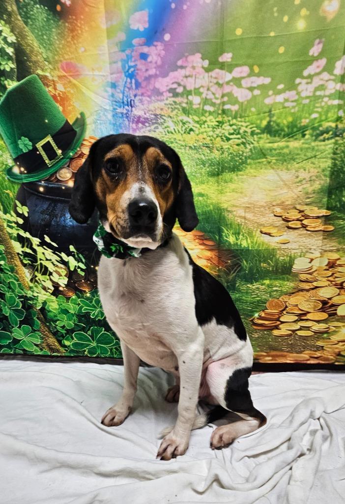 B18 Missy, Adoptable, Adult Female Beagle & Hound.