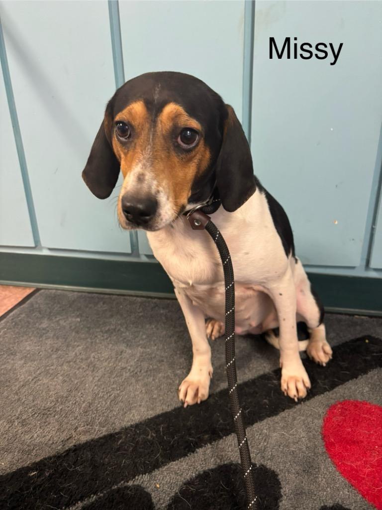 B18 Missy, Adoptable, Adult Female Beagle & Hound.