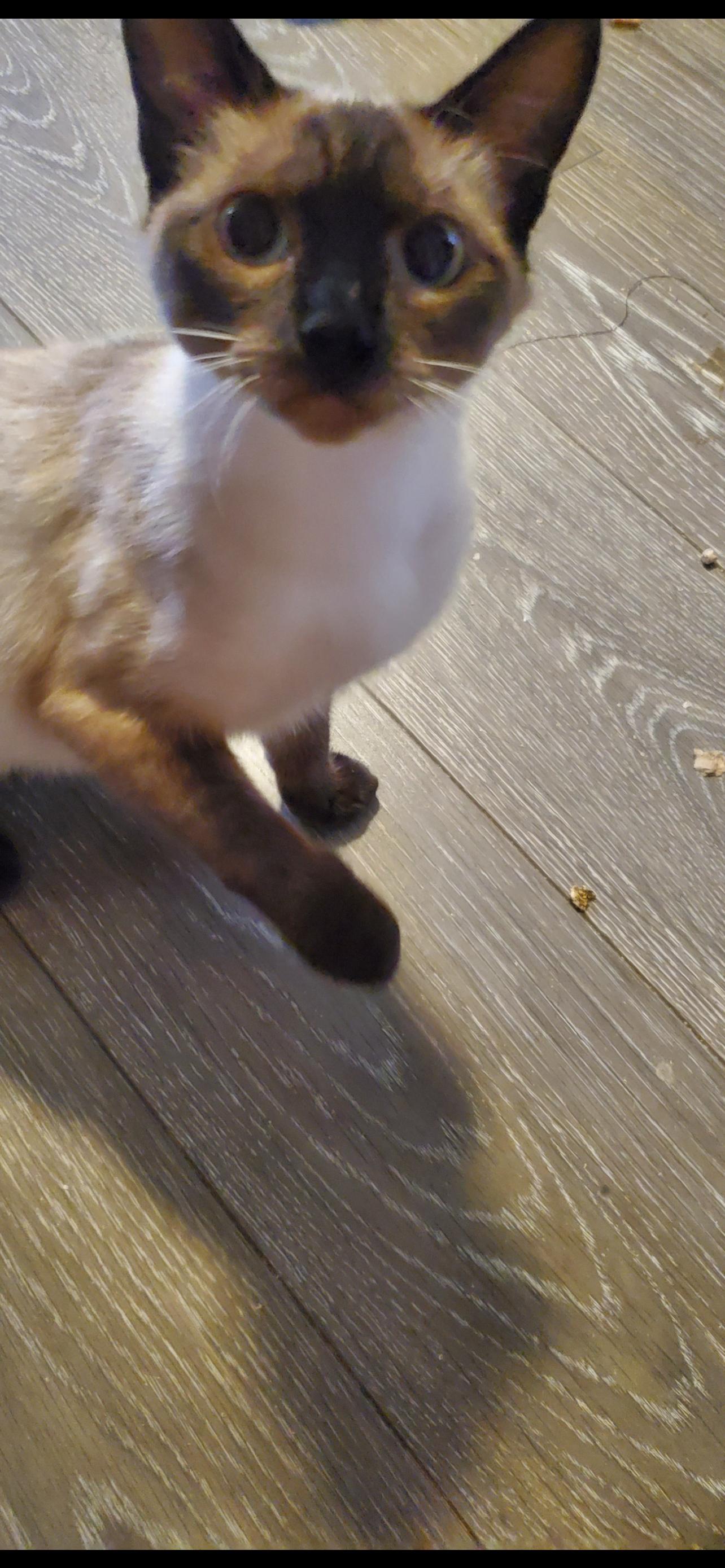 Enlarge Buttercup, an adopted Siamese in Rochester, WA image 3/3