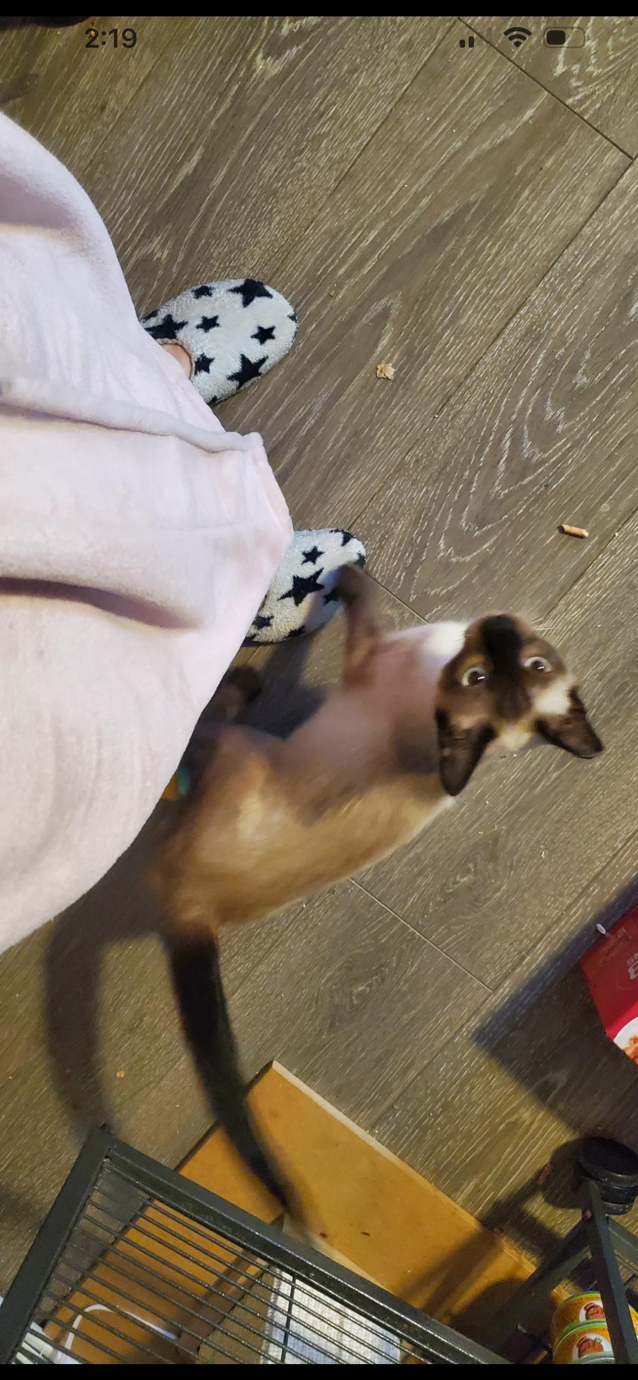 Enlarge Buttercup, an adopted Siamese in Rochester, WA image 1/3