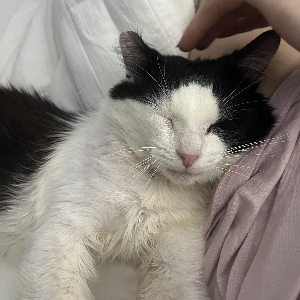 Briggs, Adoptable, Senior Male Domestic Short Hair.