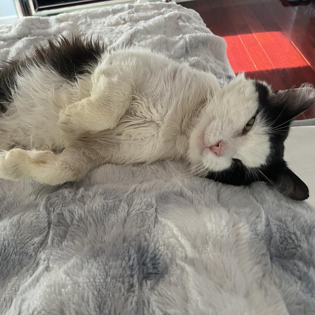 Enlarge Briggs, a Adoptable Domestic Short Hair in Middle Village, NY image 2/5