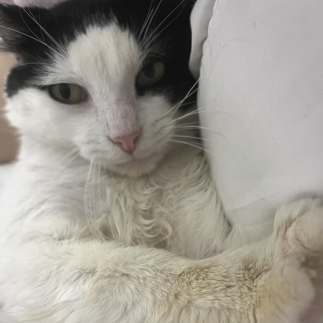 Enlarge Briggs, a Adoptable Domestic Short Hair in Middle Village, NY image 3/5