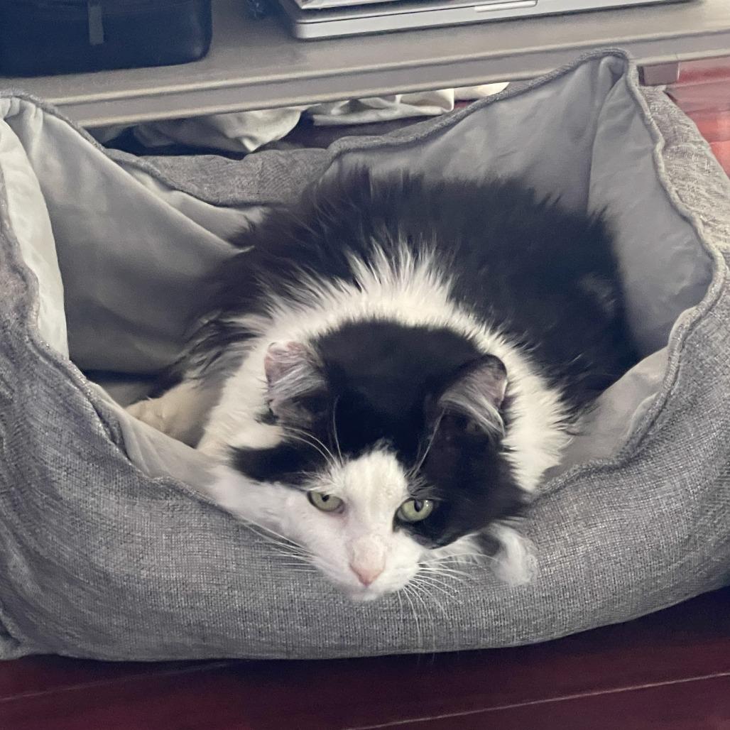 Enlarge Briggs, a Adoptable Domestic Short Hair in Middle Village, NY image 4/5