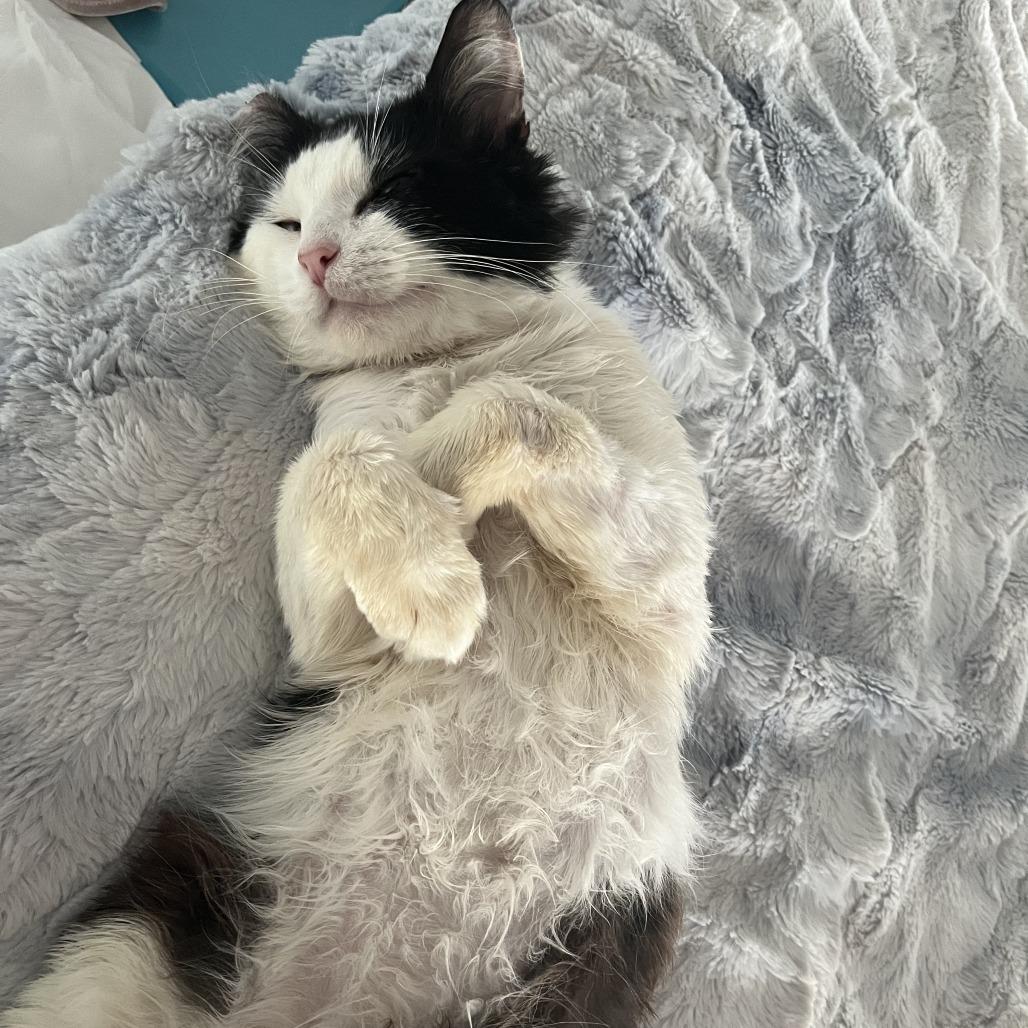 Enlarge Briggs, a Adoptable Domestic Short Hair in Middle Village, NY image 5/5