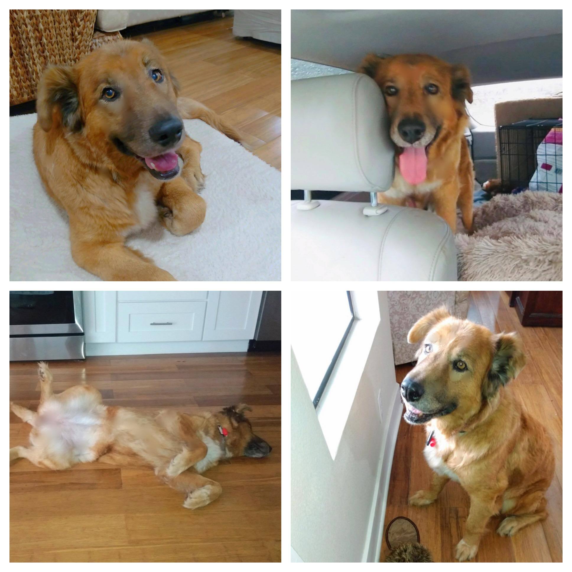 Lulu, Adopted, Adult Female Golden Retriever & Anatolian Shepherd.