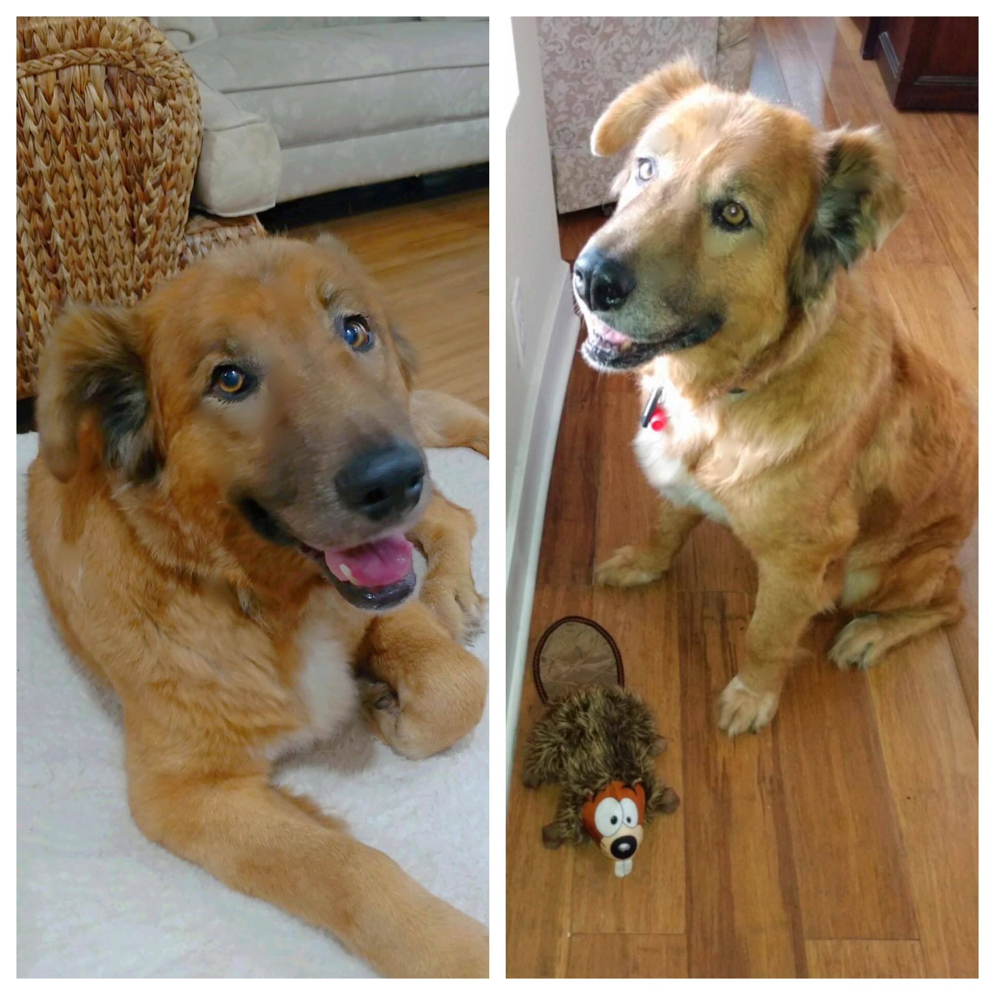 Enlarge Lulu, a Adopted mixed breed in Woodland Hills, CA image 2/3