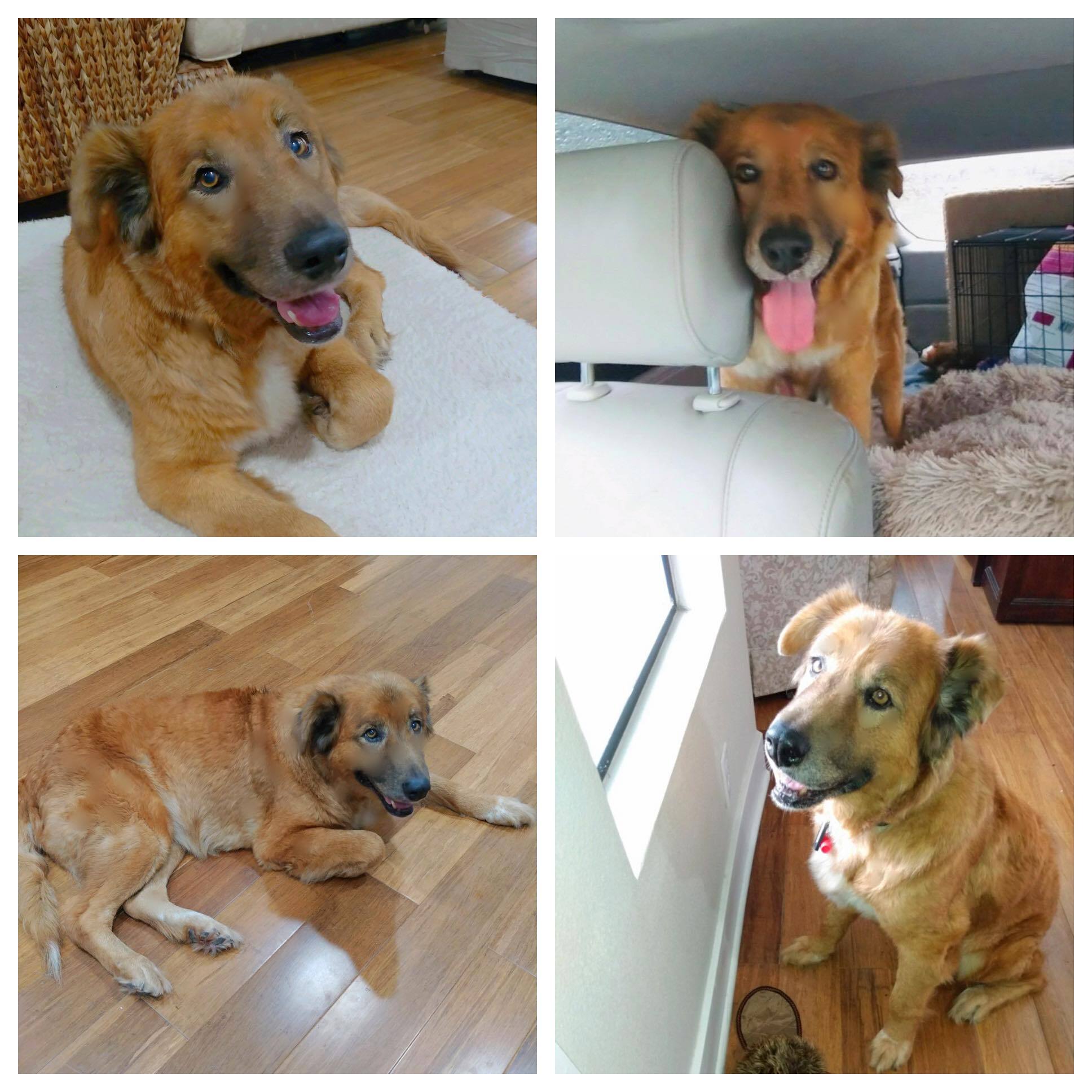 Enlarge Lulu, a Adopted mixed breed in Woodland Hills, CA image 3/3