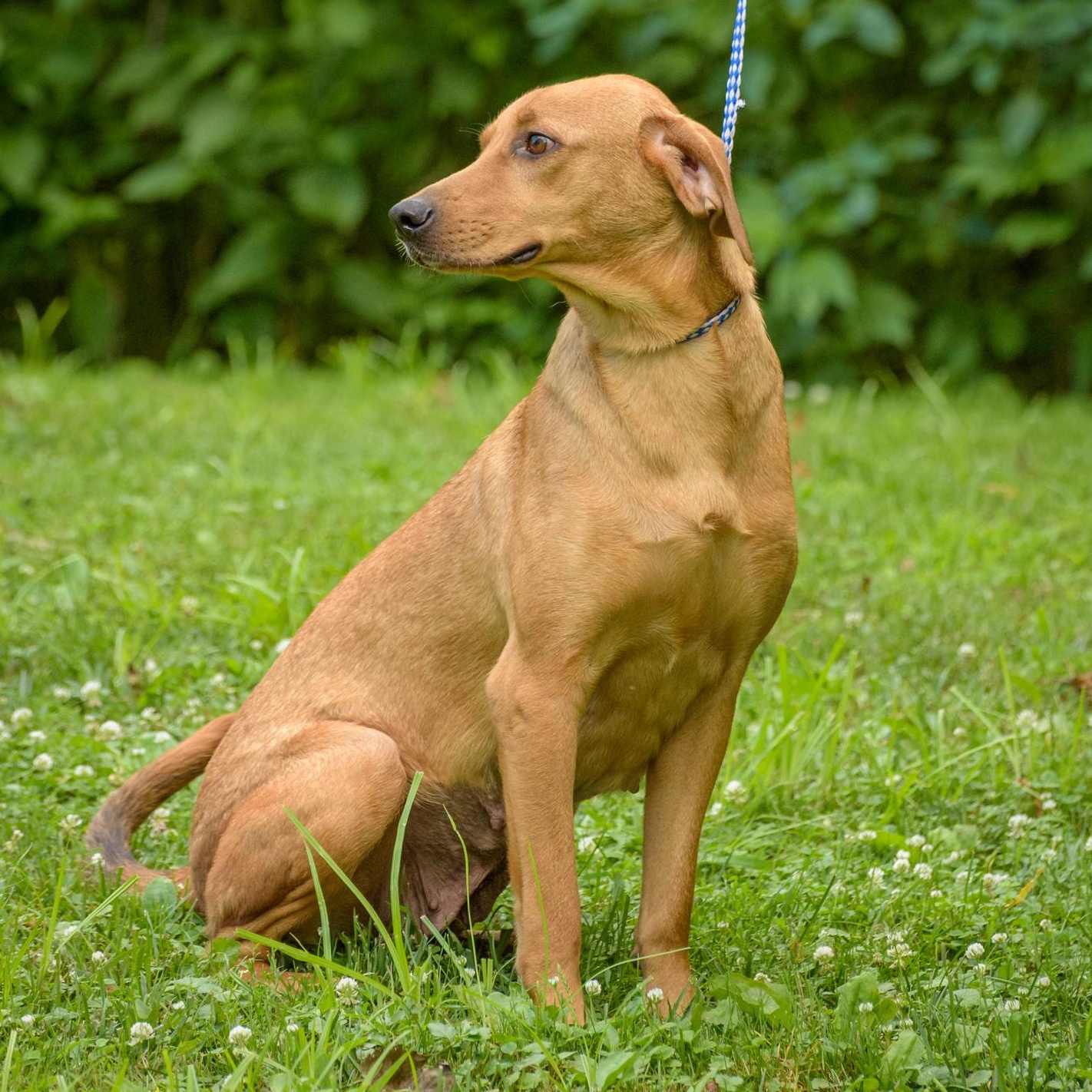 Enlarge Tara, a Adoptable mixed breed in Lambertville, NJ image 5/6