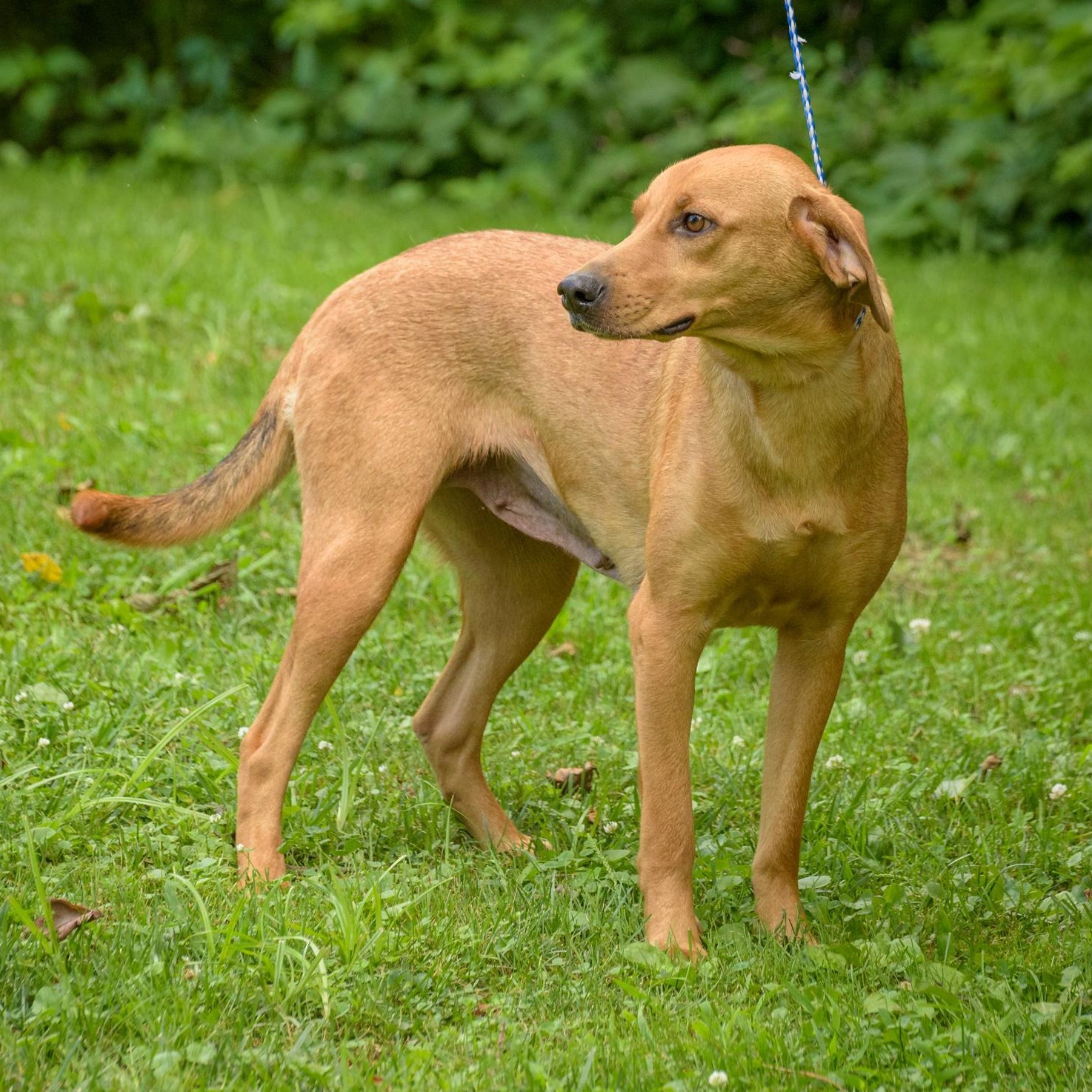 Enlarge Tara, a Adoptable mixed breed in Lambertville, NJ image 4/6