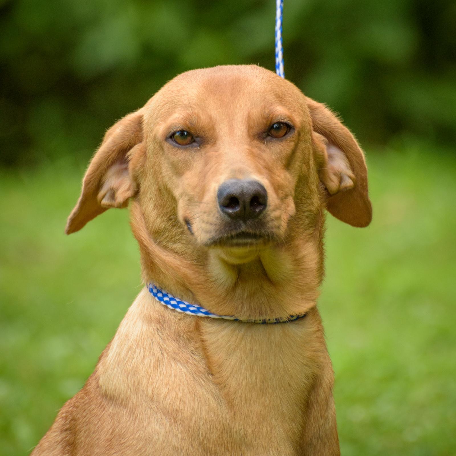 Enlarge Tara, a Adoptable mixed breed in Lambertville, NJ image 2/6
