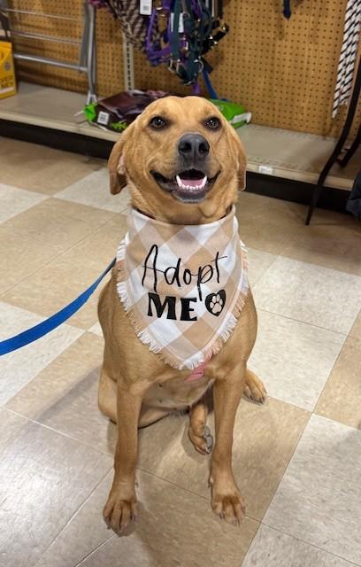 Enlarge Tara, a Adoptable mixed breed in Lambertville, NJ image 1/6