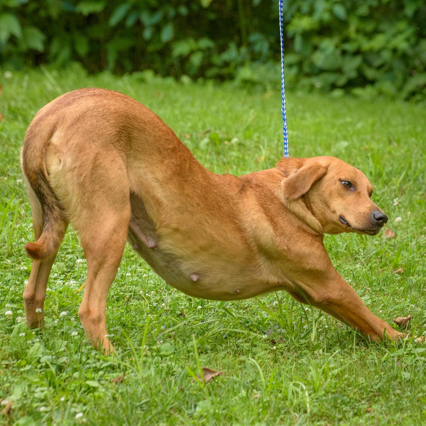 Enlarge Tara, a Adoptable mixed breed in Lambertville, NJ image 6/6
