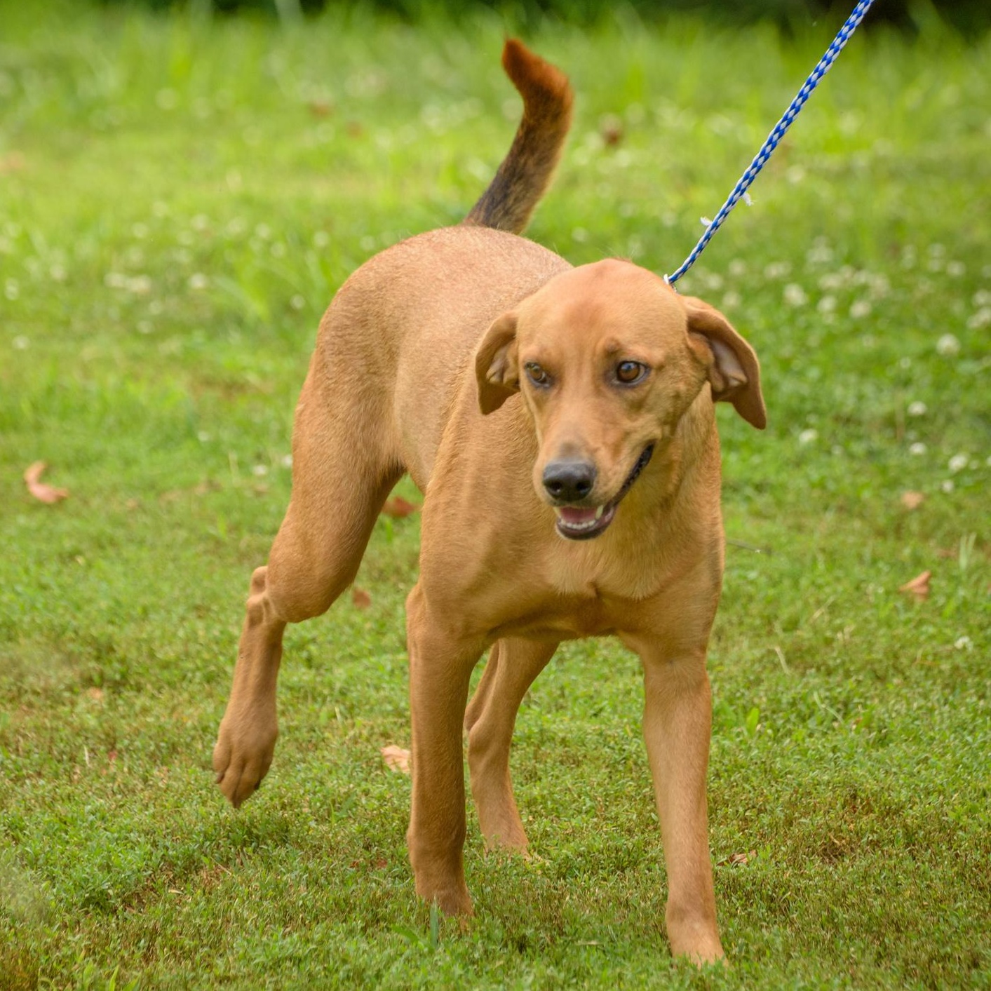 Enlarge Tara, a Adoptable mixed breed in Lambertville, NJ image 3/6