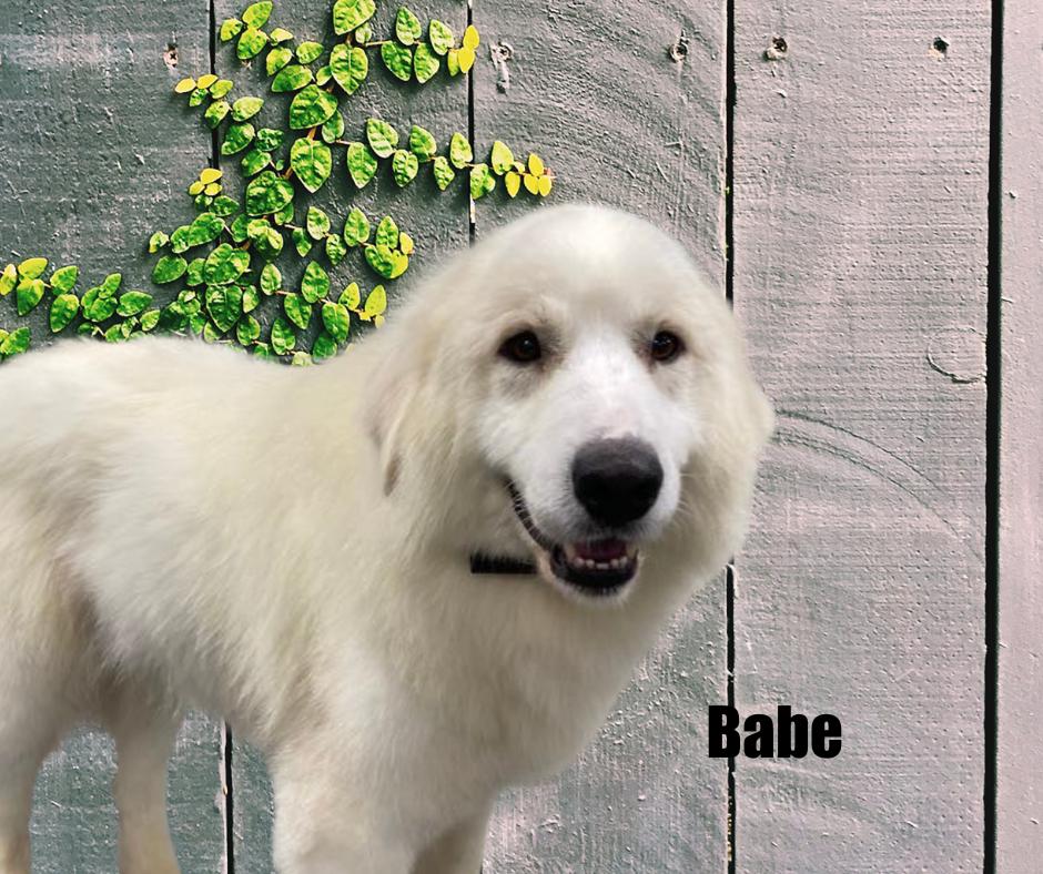 Enlarge Babe, a Adoptable Great Pyrenees in Marshville, NC image 2/6