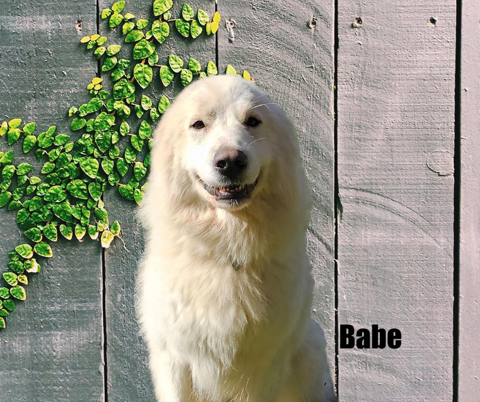 Babe, Adoptable, Adult Female Great Pyrenees.