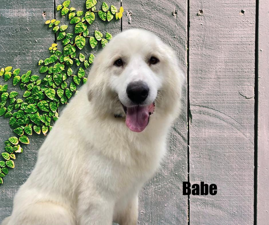 Enlarge Babe, a Adoptable Great Pyrenees in Marshville, NC image 3/6
