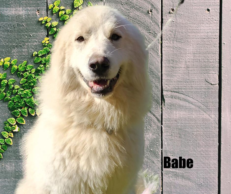 Enlarge Babe, a Adoptable Great Pyrenees in Marshville, NC image 5/6