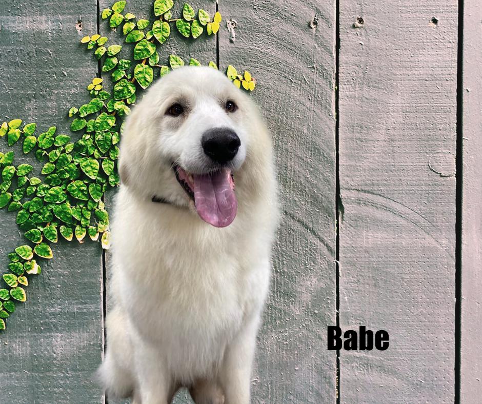 Enlarge Babe, a Adoptable Great Pyrenees in Marshville, NC image 4/6