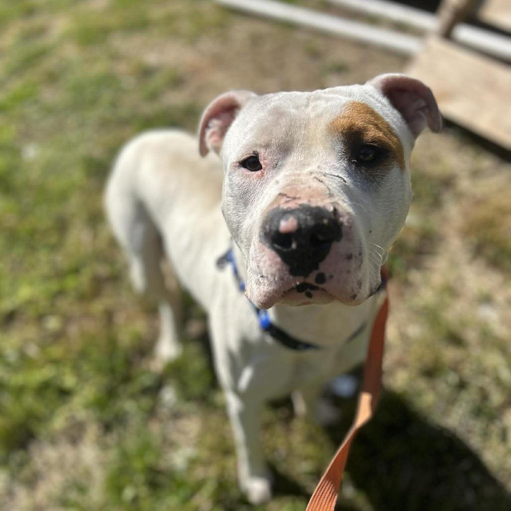 Enlarge Foot Loose, a Adoptable mixed breed in Caryville, TN image 1/6