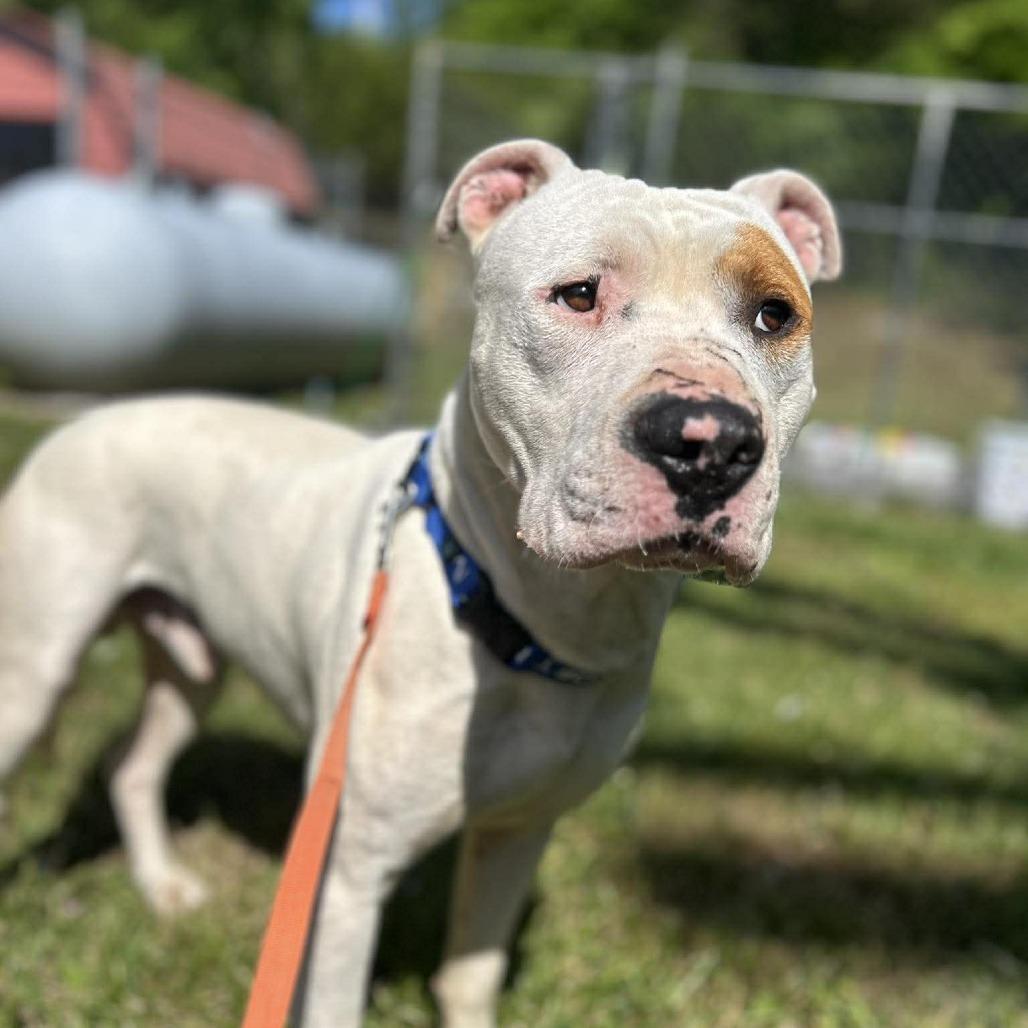 Enlarge Foot Loose, a Adoptable mixed breed in Caryville, TN image 2/6